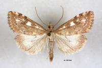Udea olivalis