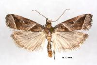 Nyctegretis lineana