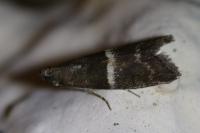 Elegia similella