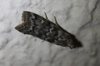 Dioryctria