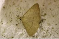 Paracolax tristalis