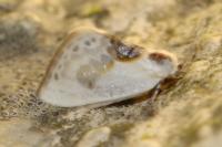 Cilix glaucata