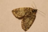 Hydriomena impluviata impluviata