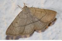 Paracolax tristalis