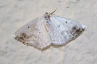 Lomographa temerata