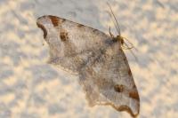 Macaria alternata