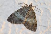 Hydriomena impluviata impluviata