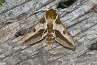 Hyles euphorbiae