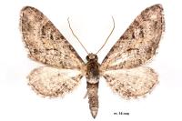 Eupithecia cooptata