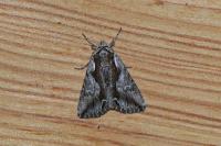 Calliergis ramosa