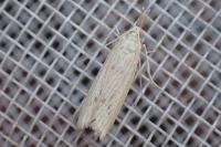 Ematheudes punctella