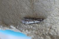 Phycitodes binaevella