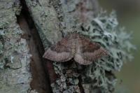 Larentia clavaria