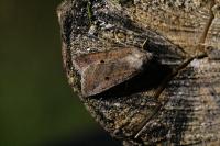 Leptologia lota