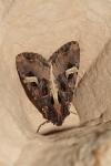 Trigonophora flammea