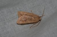 Sunira circellaris