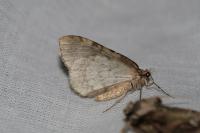 Epirrita