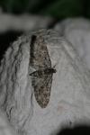 Eupithecia abbreviata
