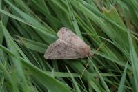 Orthosia cerasi