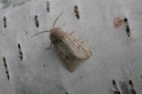 Orthosia cruda
