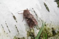 Orthosia gothica
