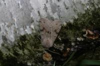 Orthosia incerta
