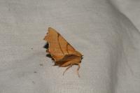 Ennomos erosaria
