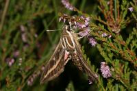 Hyles livornica