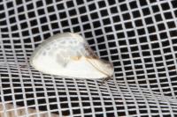 Cilix glaucata
