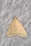 Herminia grisealis