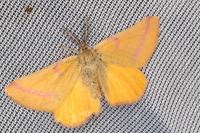 Lythria purpuraria