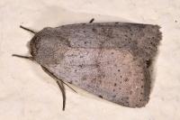 Hoplodrina respersa