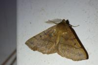 Colotois pennaria
