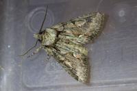 Allophyes oxyacanthae