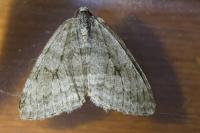 Epirrita