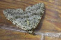 Epirrita