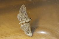 Gymnoscelis rufifasciata