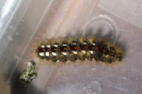 Acronicta rumicis