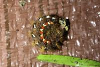 Acronicta rumicis