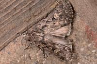 Dichagyris nigrescens