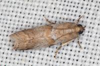 Acrobasis glaucella