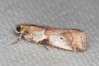 Acrobasis glaucella