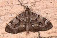 Epilobophora sabinata