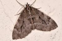 Epilobophora sabinata