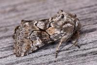 Cleonymia yvanii