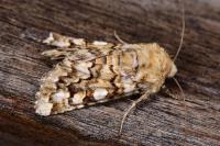 Hadena irregularis