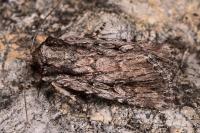 Dichagyris signifera