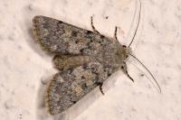 Dichagyris renigera renigera