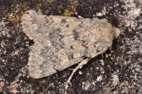 Dichagyris renigera renigera