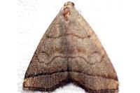 Herminia tarsicrinalis